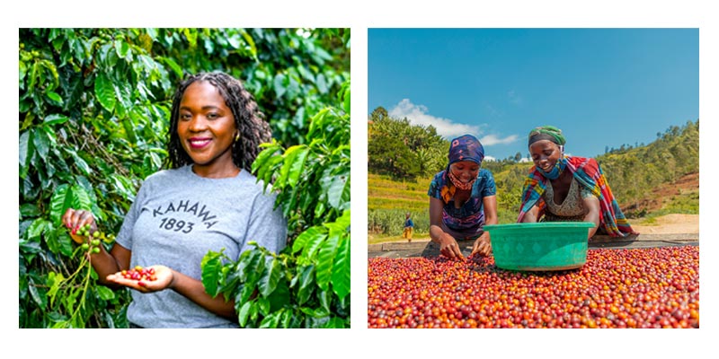 Powered by Women and Enjoyed by All: Kahawa 1893 Coffee is Now ...